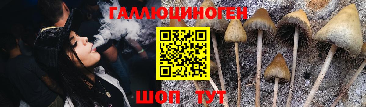 Псилоцибиновые грибы Psilocybe Кирово-Чепецк